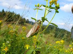 Insect and Flowers