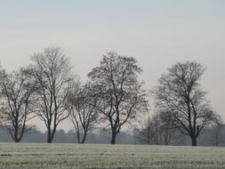 winter trees in the field