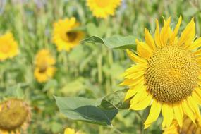 Sunflower Summer Plant