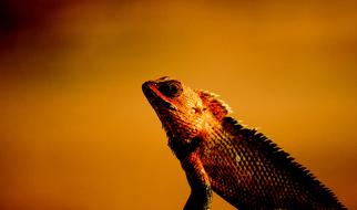 fabulous Bearded Dragon Lizard