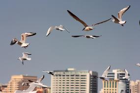 photo flocks of seagulls in the sky against the background of multi-storey hotels