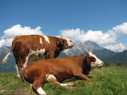 Mountain Landscape Mountains Cows