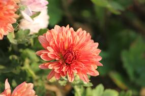 Chrysanthemum Flower Nature