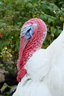 impressively beautiful Turkey Bird Poultry