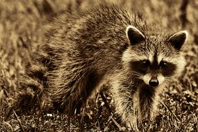 fabulous Raccoon Animal Mammal