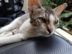 oriental Cat resting, face Close Up