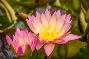 pink and yellow lotus in a pond in Thailand