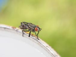 Fly Insect red eye