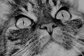 goodly Cat Tiger face