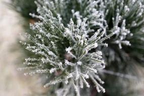 Tree Winter Nature