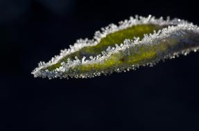 frozen plant leaf