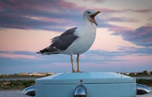 fabulous Seagull