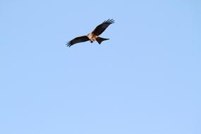 Red Kite Raptor soars in the sky with a wide wingspan