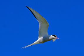 Beautiful black and white flying bird at blue sky background