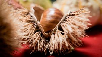 prickly walnut shells