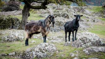 photo of domestic goats in the mountains in South Tyrol, Italy