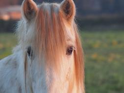 Horse Camargue Portrait