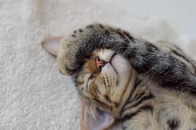 stunningly beautiful Pet Feline