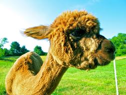 young Alpaca on lawn