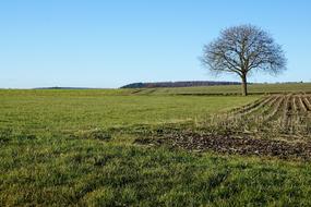 Stockach Meadow Field