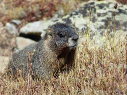 photo of a groundhog on a rocky mountain