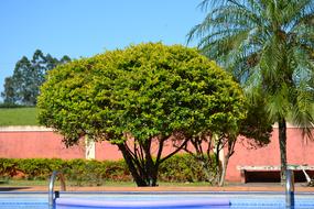 Garden Tree Plant