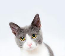 photo of a gray-white kitten with yellow eyes