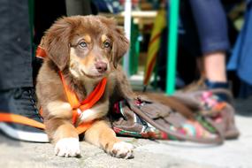 light brown puppy with an orange puppy