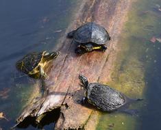 goodly Turtles on wood in Pond