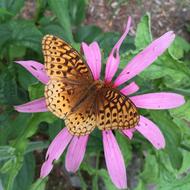 Butterfly on pink Coneflower