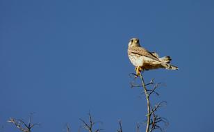 goodly Falcon Bird Sky