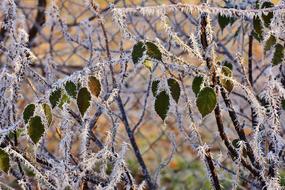 Leaves Winter Frost