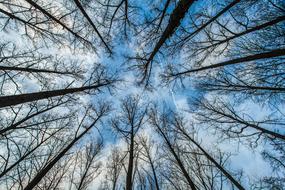 Trees Forest Sky