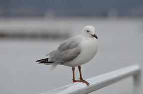 fabulous Seagull Sea