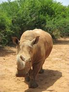 Photo of Rhino walking in a zoo in Africa