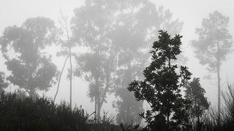 Foggy Mato Forest