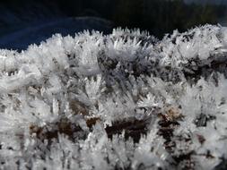 snow crystal on sprouts