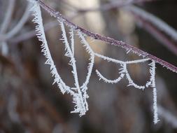 thin tree branches in the snow