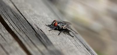 perfect Fly Macro Insect