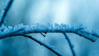 crystalline snow growths on a branch