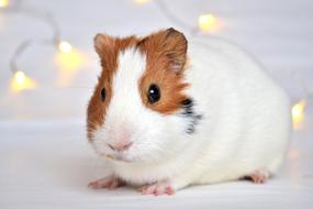 goodly Guineapig