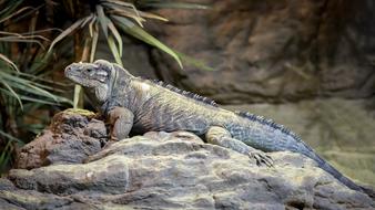 fabulous Rhinoceros Iguana