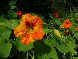 Tropaeolum Majus Nasturtium