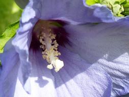 violet flower bud in the garden