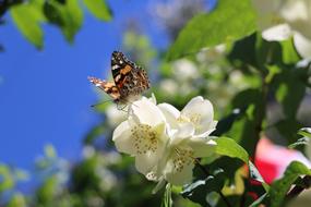 Flower Butterfly Garden