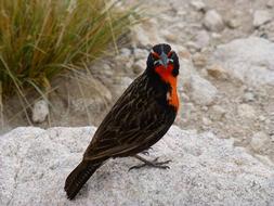male White-browed Meadowlark on stone