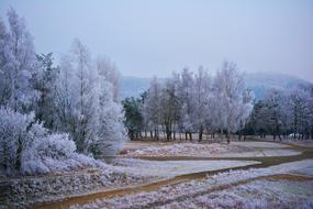 Winter Hoarfrost Frost