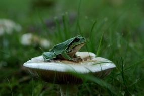 Green Frog sits on white mushroom cap