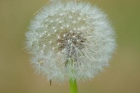 Dandelion Plant Nature Close