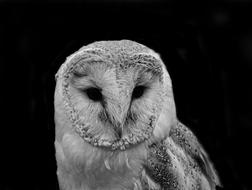 beautiful gray owl on black background